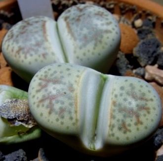 Lithops dinteri var friedericii living stone seeds