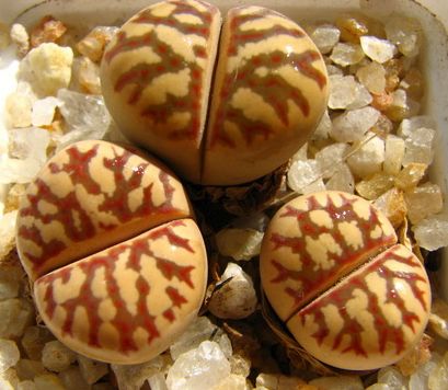 Lithops dorotheae Lithops - C124 seeds