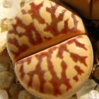 Lithops dorotheae Lithops - C124 graines