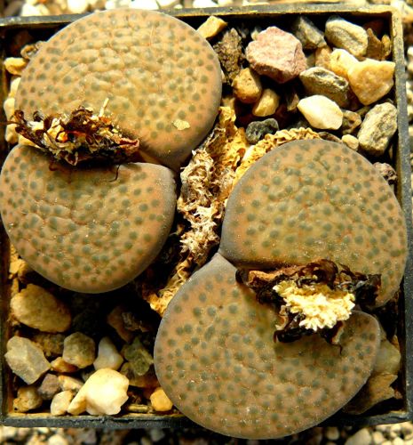 Lithops fulviceps v. fulviceps Mesembs seeds