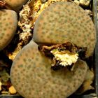 Lithops fulviceps v. fulviceps  semillas