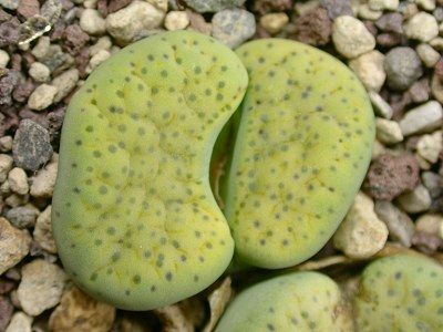 Lithops fulviceps var aurea living stone - mesembs - C363 seeds