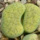 Lithops fulviceps var aurea  semillas