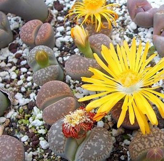 Lithops gesinae var annae living stone seeds