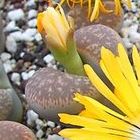 Lithops gesinae var annae pierre vivante graines