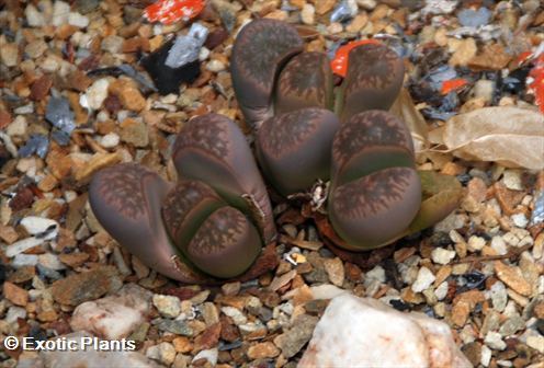 Lithops halii Lithops seeds