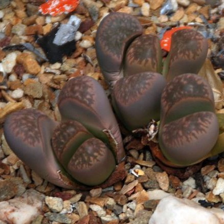 Lithops halii Lithops graines