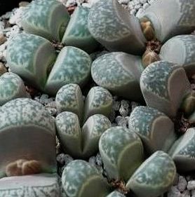 Lithops helmutii Stoneplants - Mesembs seeds