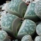 Lithops helmutii Lebende Steine - Mesembs Samen