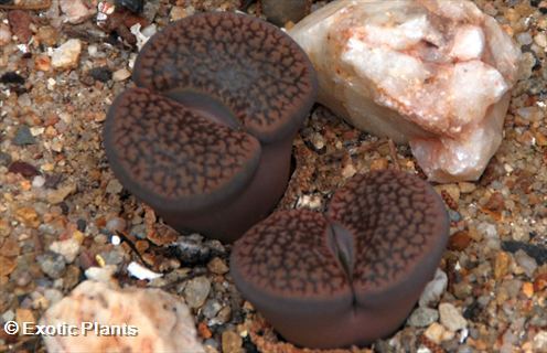 Lithops hookeri Lithops seeds