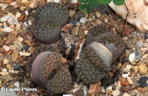 Lithops hookeri Lithops seeds