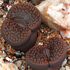 Lithops hookeri  semi