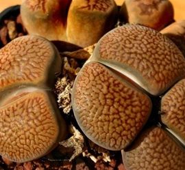 Lithops hookeri var marginata Living Stone seeds