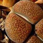 Lithops hookeri var marginata Lebender Stein Samen