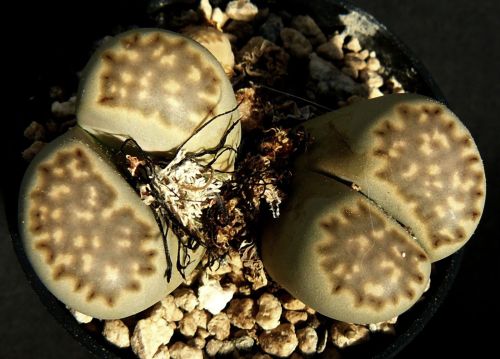 Lithops julii ssp fulleri Living Stone seeds