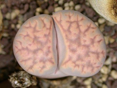 Lithops karasmontana ssp. karasmontana v. tischeri living stone - mesembs - C182 seeds