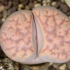 Lithops karasmontana ssp. karasmontana v. tischeri pierre vivante - mesembs - C182 graines