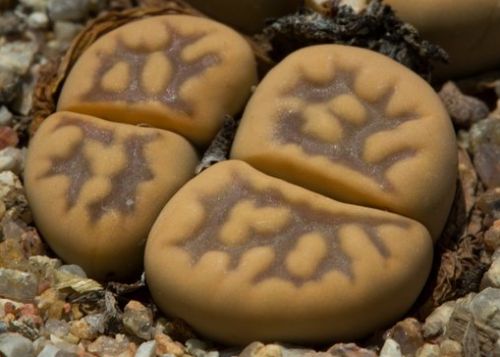 Lithops karasmontana ssp bella Living Stone seeds