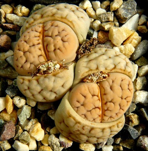 Lithops karasmontana v aiaisensis Living Stone seeds