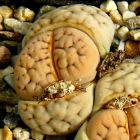 Lithops karasmontana v aiaisensis Lebender Stein Samen