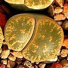 Lithops lesliei