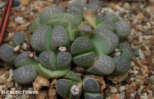 Lithops marmorata Lithops seeds