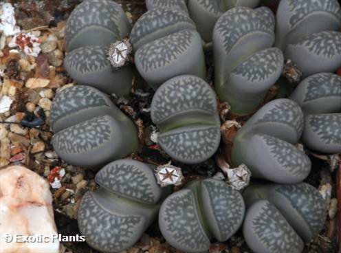 Lithops marmorata Lithops seeds