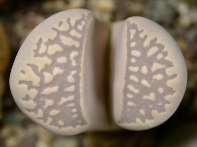 Lithops marmorata var elisae living stone - mesembs - C252 seeds