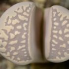 Lithops marmorata var elisae lebender Stein - Mesembs - C252 Samen