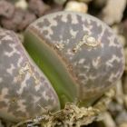 Lithops naureeniae sin?nimo: Mesembryanthemum naureeniae - C304 semillas