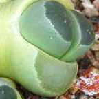 Lithops olivacea C112 sin?nimo: Mesembryanthemum olivacea semillas