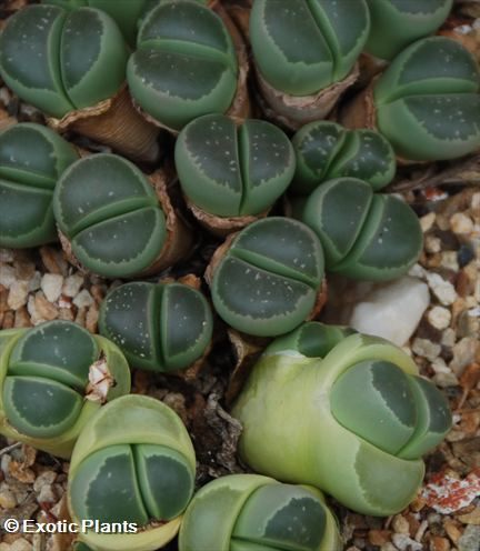 Lithops olvacea Lithops seeds