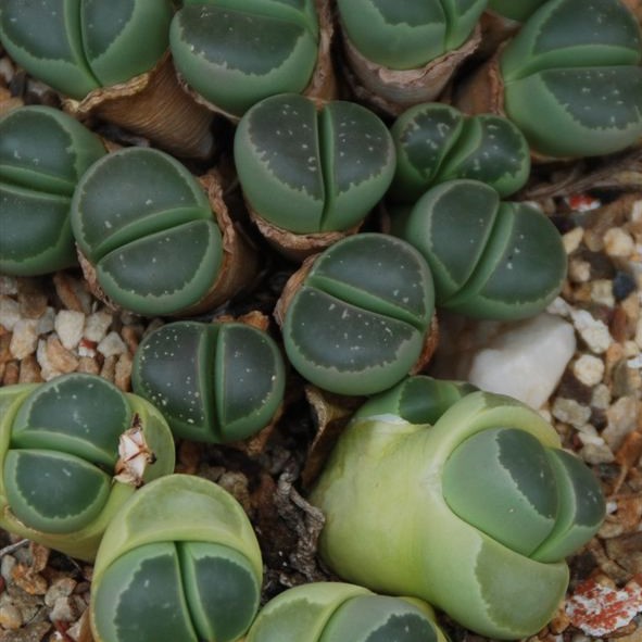 Lithops olvacea Lithops graines