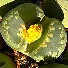 Lithops otzeniana synonyme: Mesembryanthemum otzeniana graines