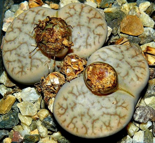 Lithops pseudotruncatella alpina Living Stone seeds