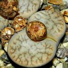 Lithops pseudotruncatella alpina  semillas