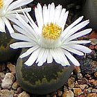 Lithops salicola