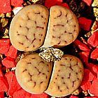 Lithops schwantesii  cемян