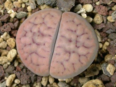 Lithops schwantesii ssp schwantesii var rugosa living stone - mesembs - C247 seeds