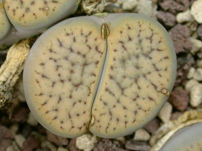 Lithops schwantesii var urikosensis living stone - mesembs - C075 seeds