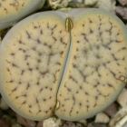 Lithops schwantesii var urikosensis  semillas