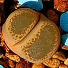 Lithops terricolor sinonimo: Mesembryanthemum terricolor semi