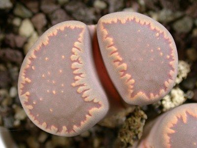 Lithops villetii ssp deboeri living stone - mesembs - C230A seeds