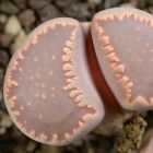 Lithops villetii ssp deboeri pierre vivante - mesembs - C230A graines