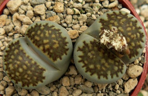 Lithops villetii ssp kennedyi Living Stone seeds