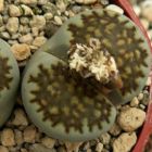 Lithops villetii ssp kennedyi