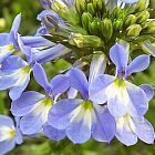 Lobelia valida Lobelie Samen