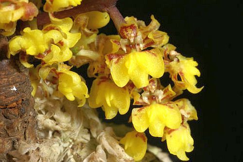 Lophiaris pumila orchids seeds