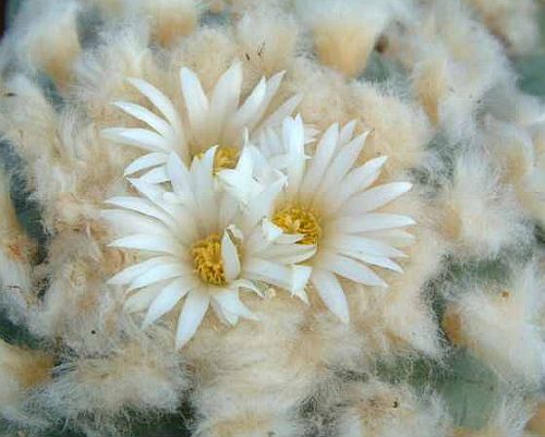 Lophophora diffusa Peyote - San Pedro Cactus seeds