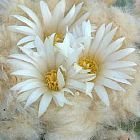 Lophophora diffusa Peyote - San Pedro Samen